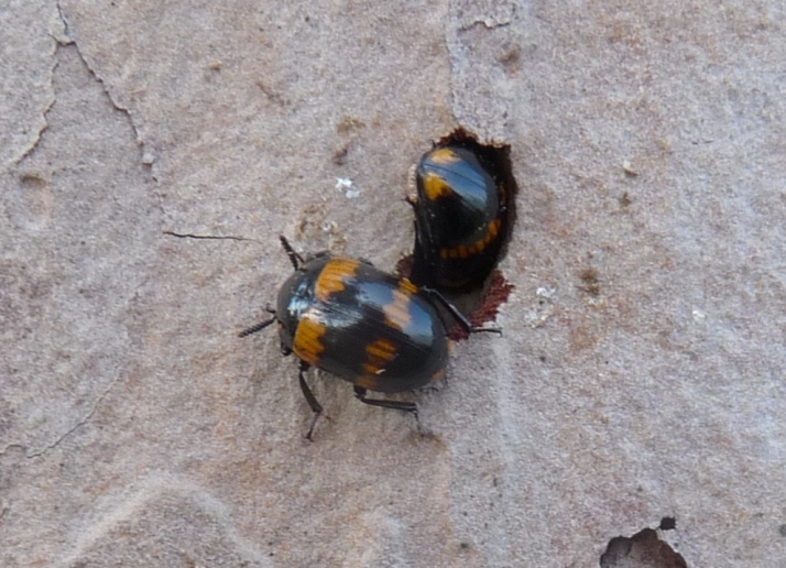 Piccoli coleotteri su un pino:   Diaperis boleti